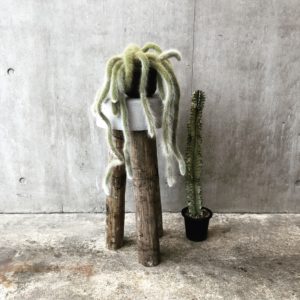 コンクリートスツール 観葉植物 サボテン