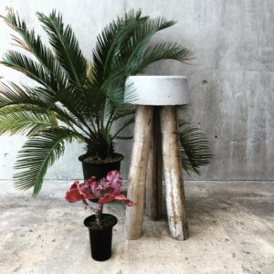コンクリートスツール 観葉植物 シダ